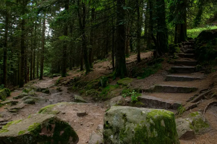 A path in the woods with moss growing on the rocks