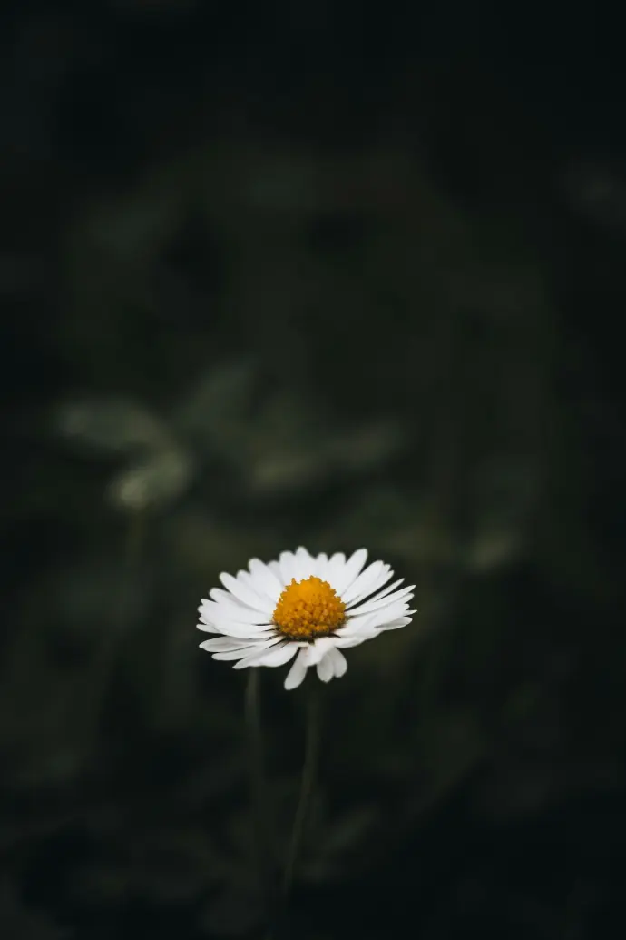 A solitary daisy blooms against a dark background.